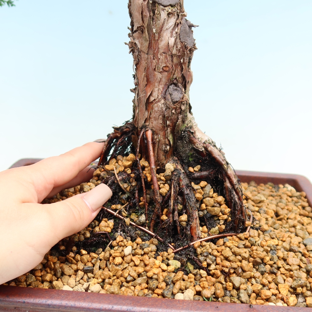 Kültéri bonsai - Juniperus chinensis Kishu