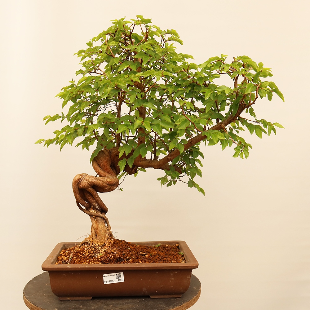Kültéri bonsai -Carpinus Coreana - Koreai gyertyánfa