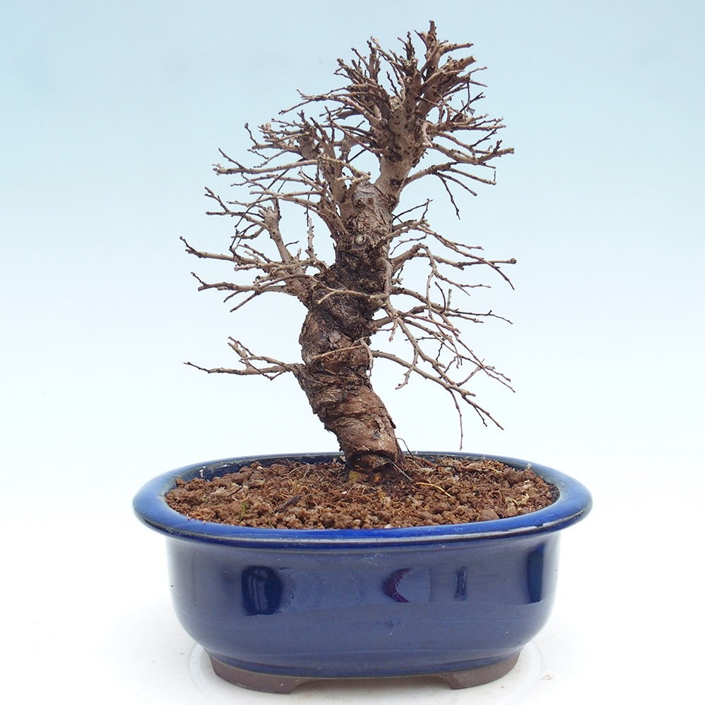 Kültéri bonsai - Zelkova - Zelkova NIRE