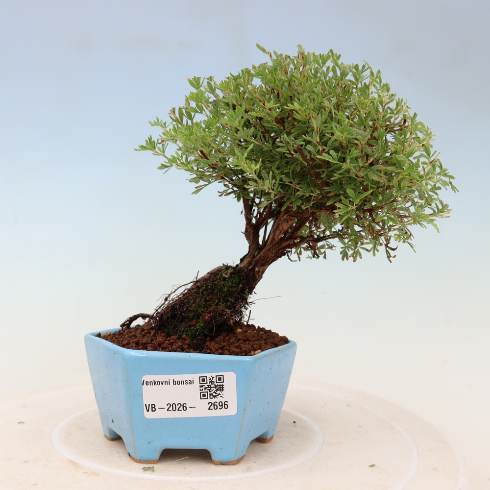 Kültéri bonsai – bokros potentilla (Potentilla fruticosa) „Goldkissen”
