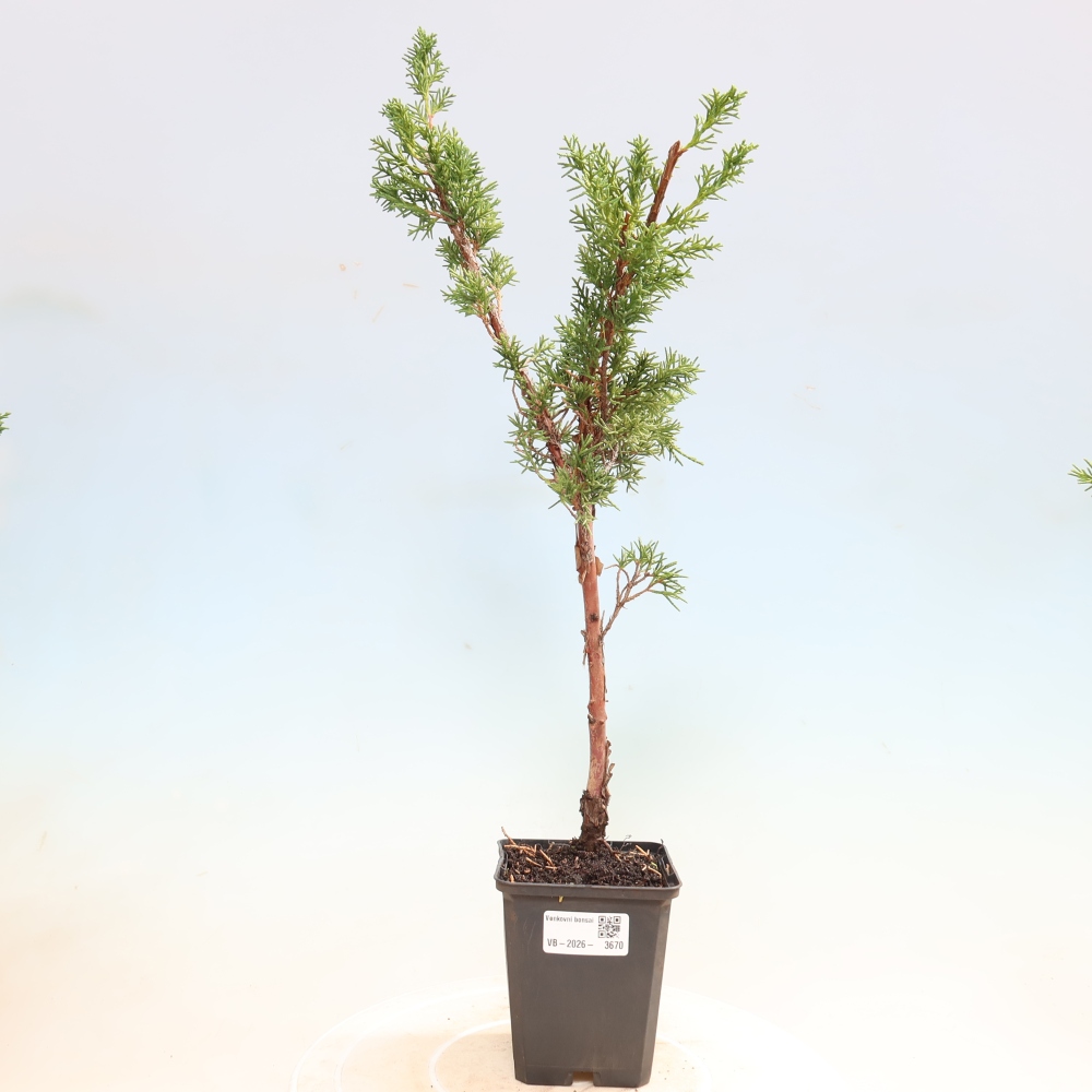 Kültéri bonsai - Juniperus chinensis Kishu