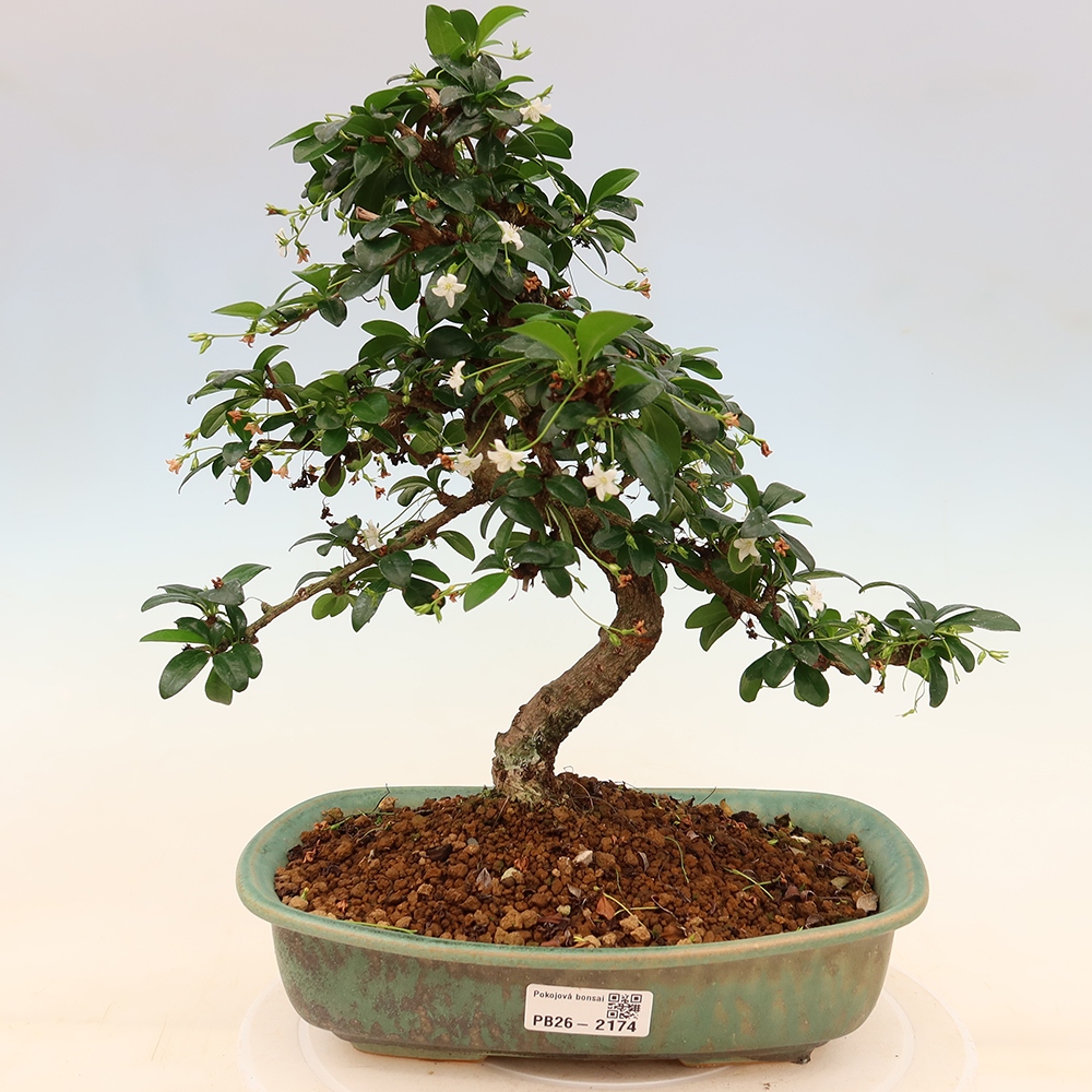 Szobai bonsai - Carmona macrophylla - Tea fuki