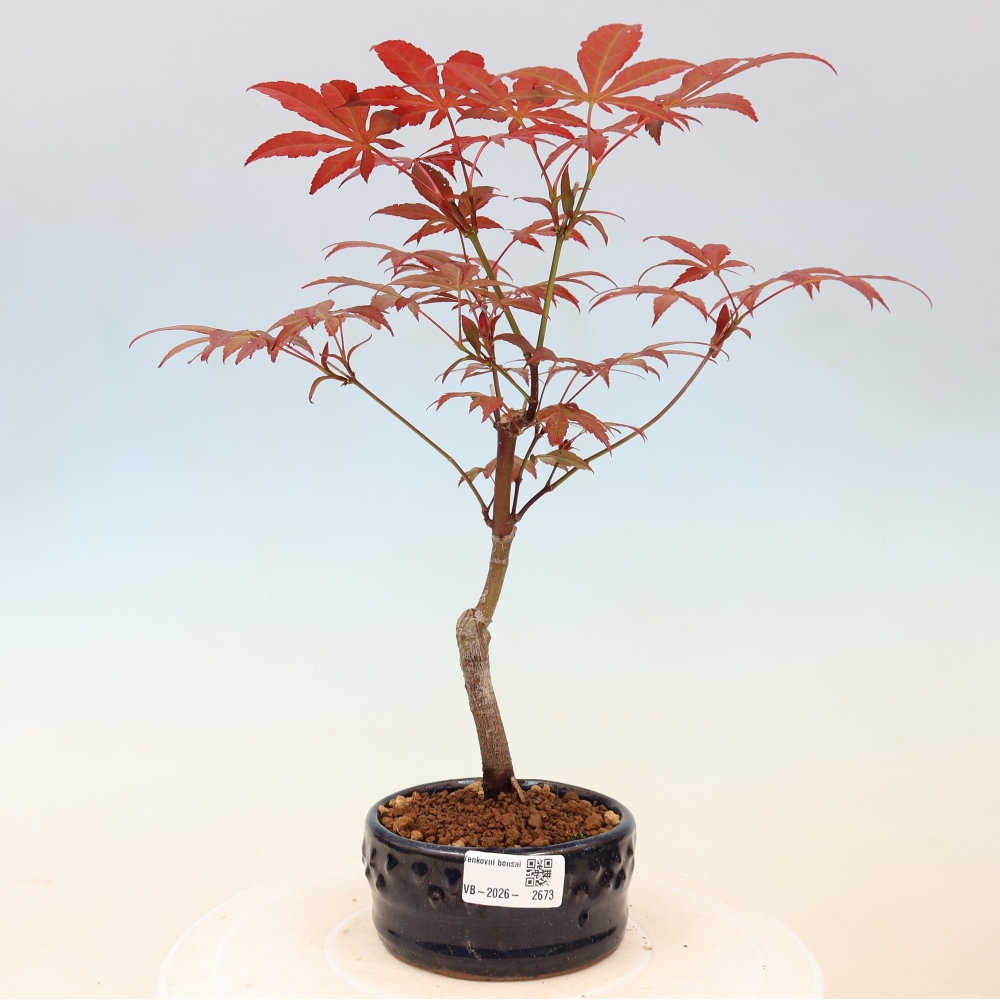 Kültéri bonsai - Acer pálma. Atropurpureum-Javor palmate