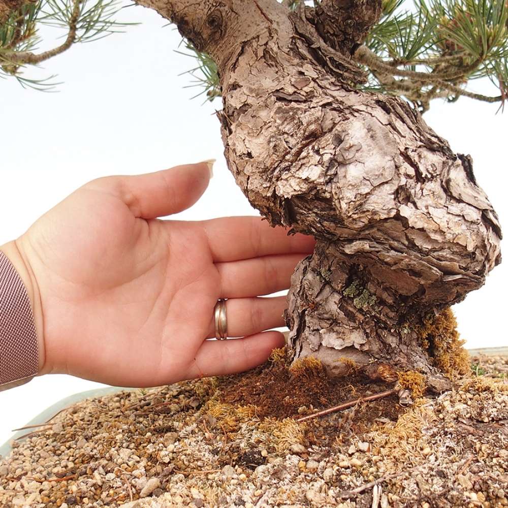 Kültéri bonsai - Pinus parviflora - Pinus parviflora
