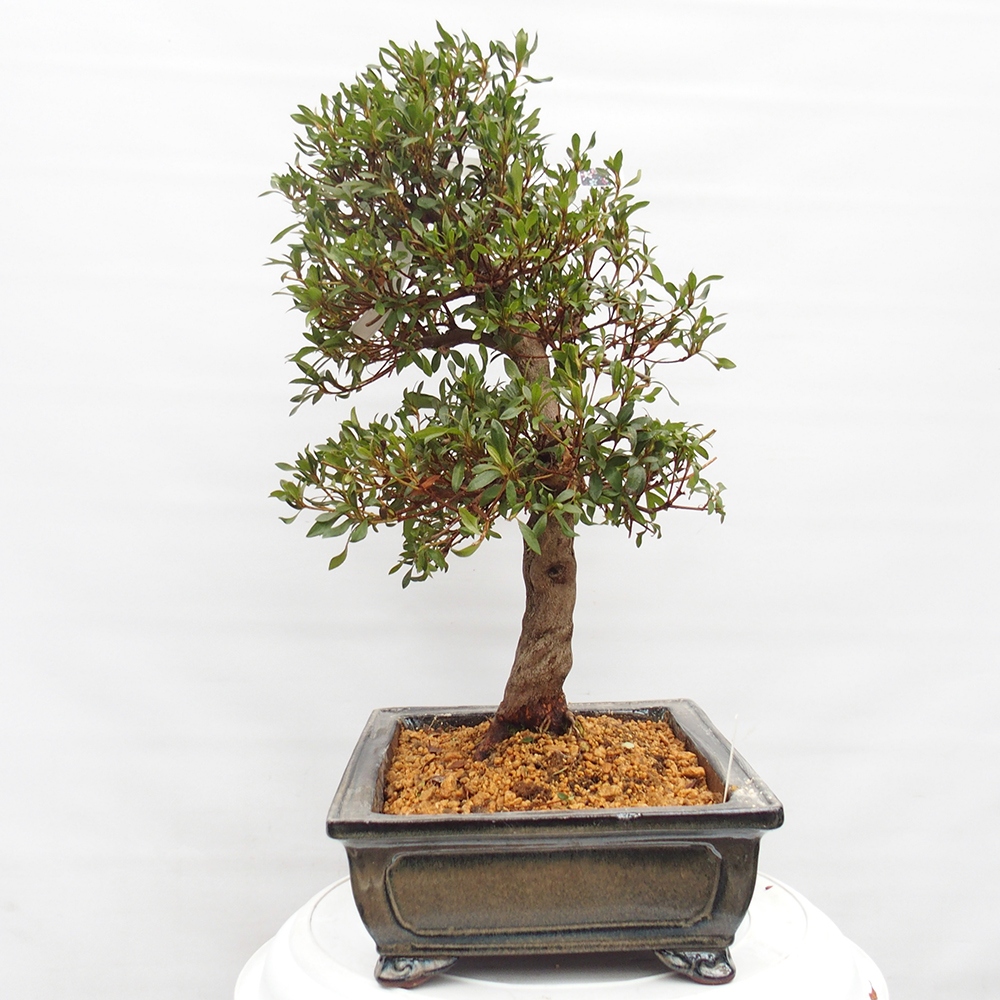 Kültéri bonsai - japán azálea - Azálea CHIHIRO