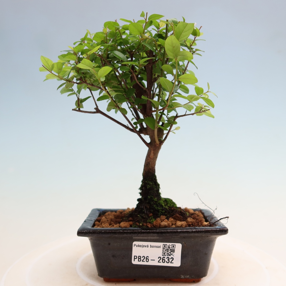 Szobai bonsai - Sageretia thea - Sageretia thea