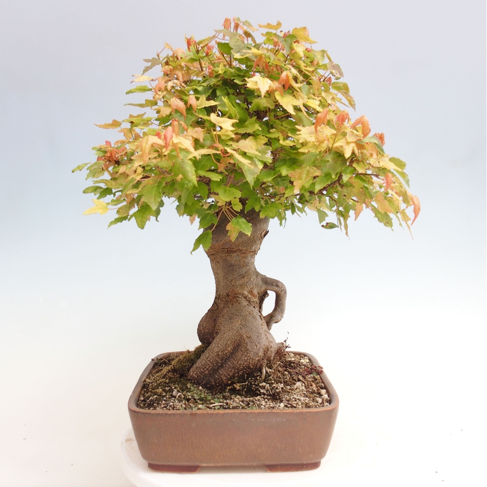 Kültéri bonsai - Acer Buergerianum - Burger juhar