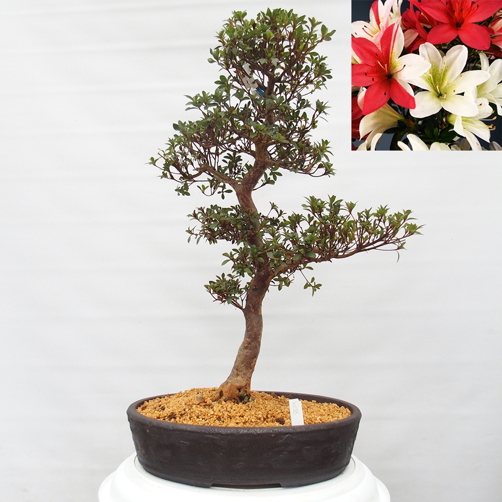 Kültéri bonsai - Japán azálea - Azalea Hanatsuzuri