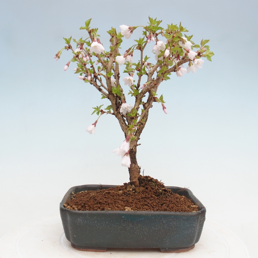 Kültéri bonsai - Prunus incisa Kojou-no mai-Plivon kivágva