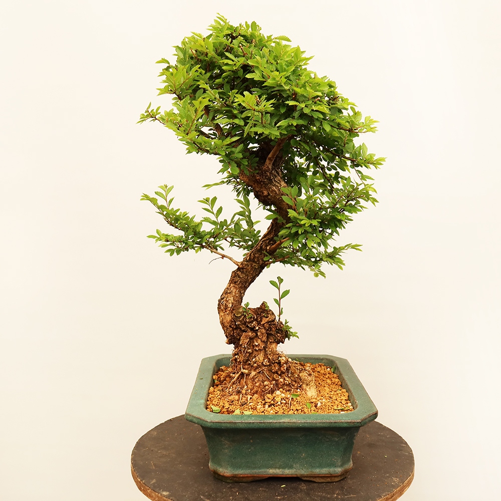 Kültéri bonsai - Zelkova - Zelkova NIRE