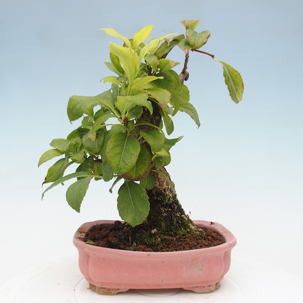 Kültéri bonsai - Celastrus orbiculatus