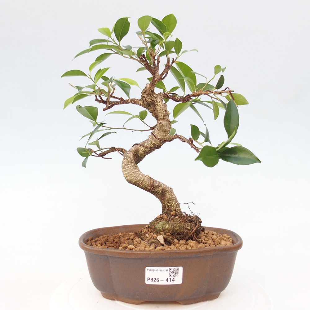 Szobai bonsai - Ficus retusa - kislevelű fikusz