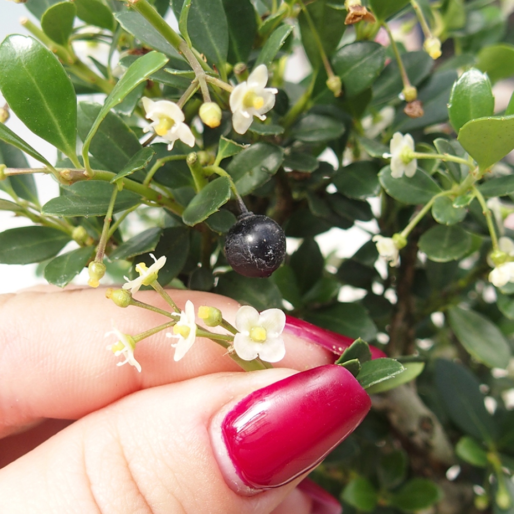 Szobai bonsai - Ilex crenata - Holly