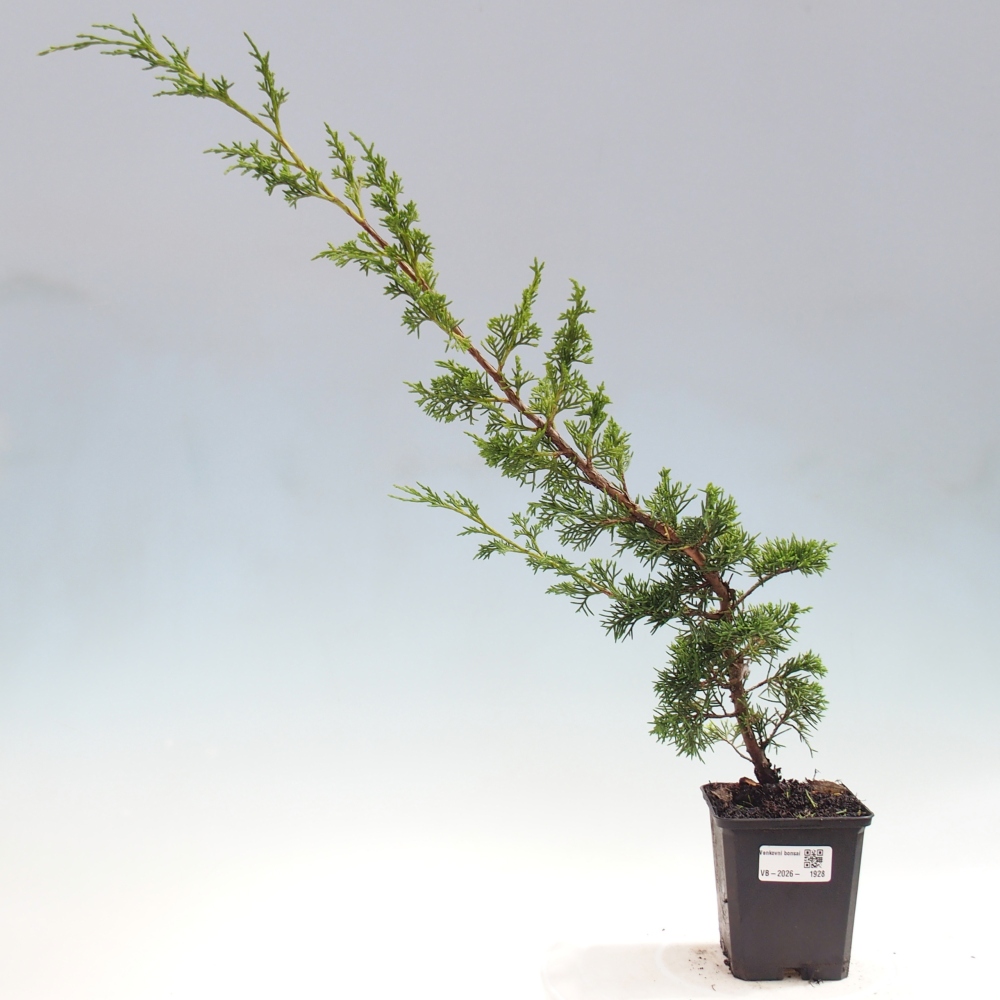 Kültéri bonsai - Juniperus chinensis Itoigawa