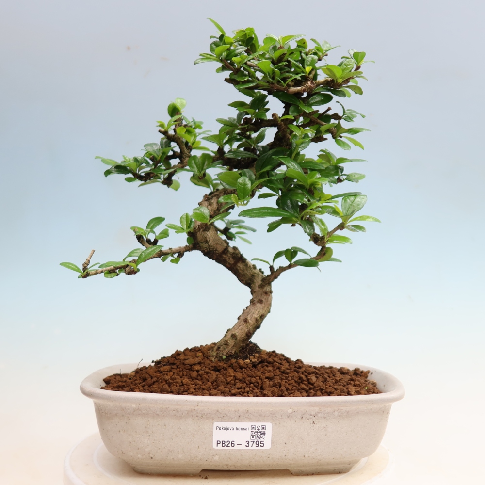 Szobai bonsai - Carmona macrophylla - Tea fuki