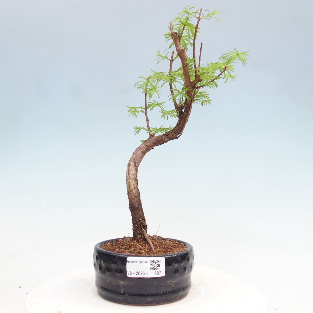 Kültéri bonsai - Metasequoia glyptostroboides - Kínai metasequoia