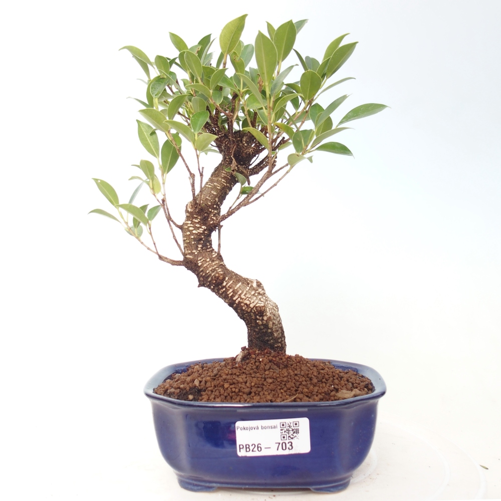Szobai bonsai - Ficus retusa - kislevelű fikusz