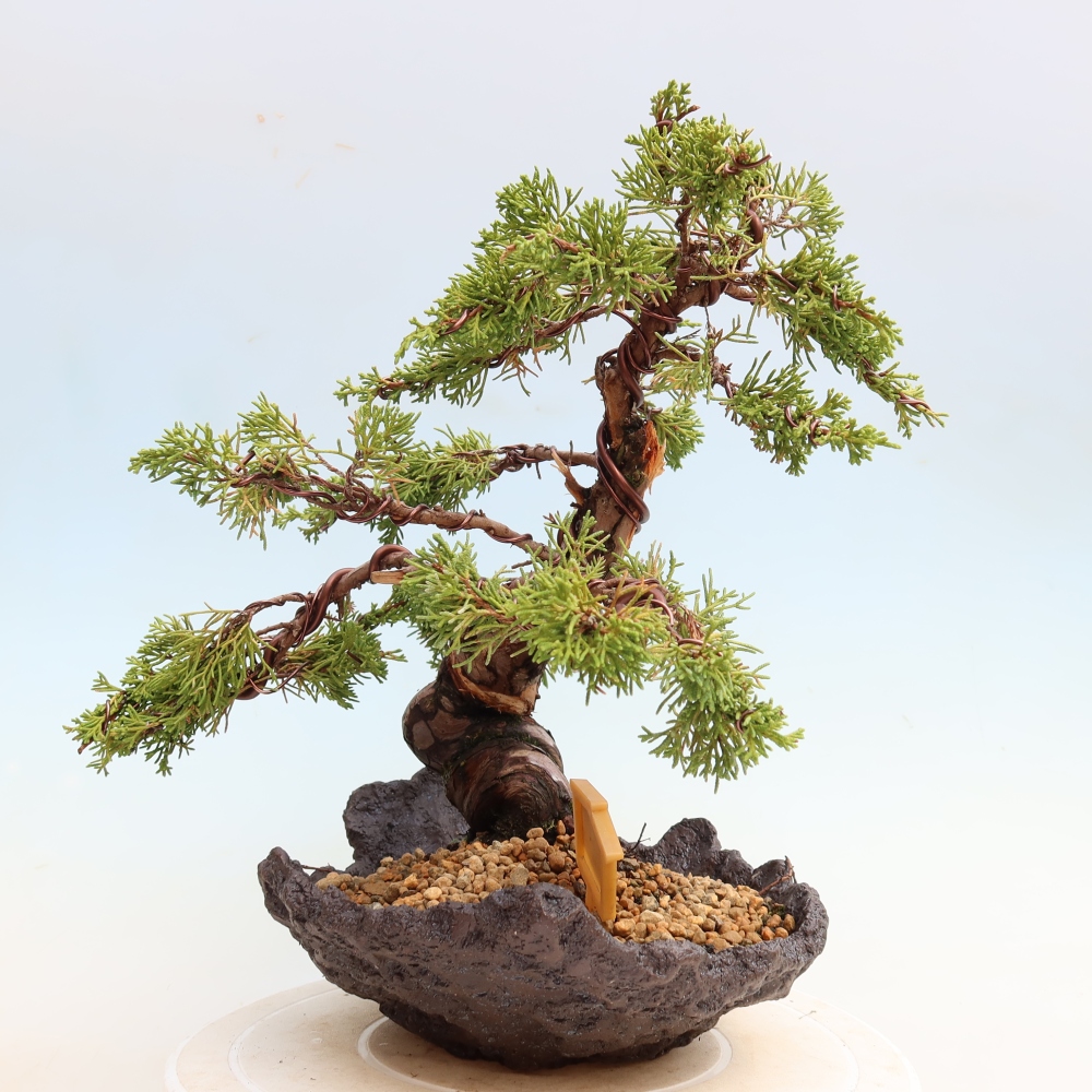 Kültéri bonsai - Juniperus chinensis Itoigawa-Juniperus chinensis