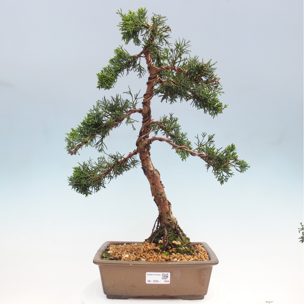 Kültéri bonsai - Juniperus chinensis Kishu