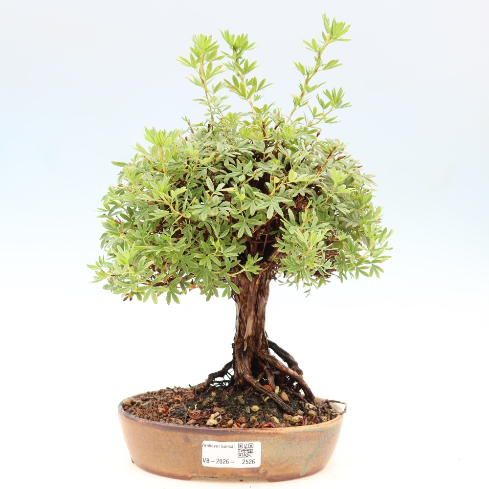Kültéri bonsai - Potentila fruticosa