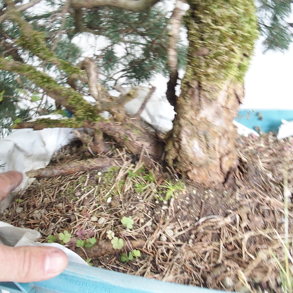 Yamadori - Pinus sylvestris