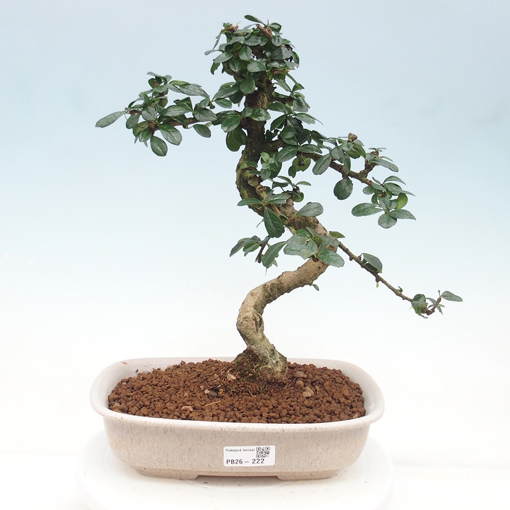 Szobai bonsai - Carmona macrophylla - Tea fuki
