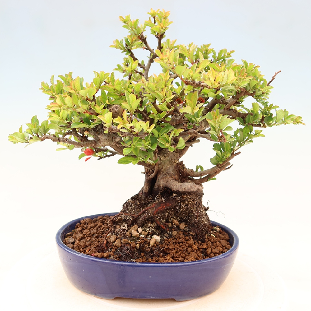 Kültéri bonsai - Chaneomeles speciosa Chojubai