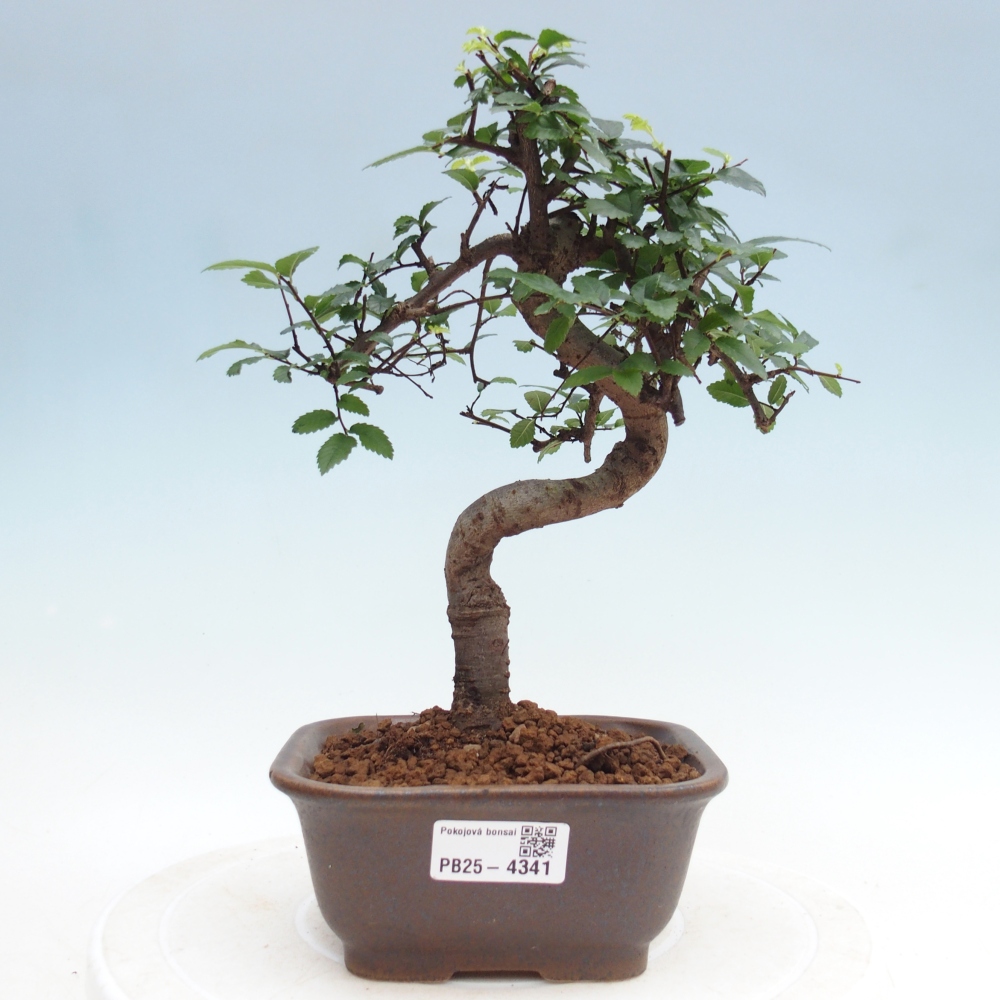 Szobai bonsai - Ulmus parvifolia - Kislevelű szilfa
