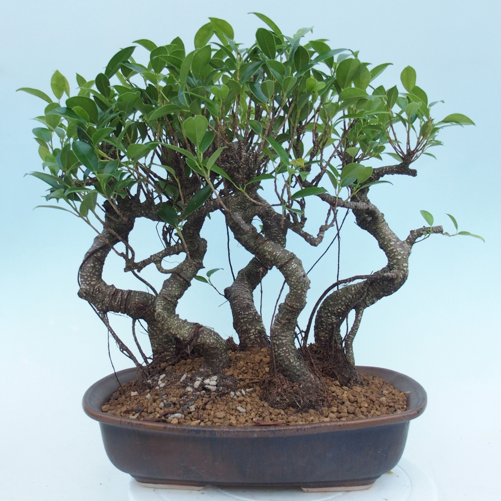 Szobai bonsai - Ficus kimmen - kislevelű fikusz