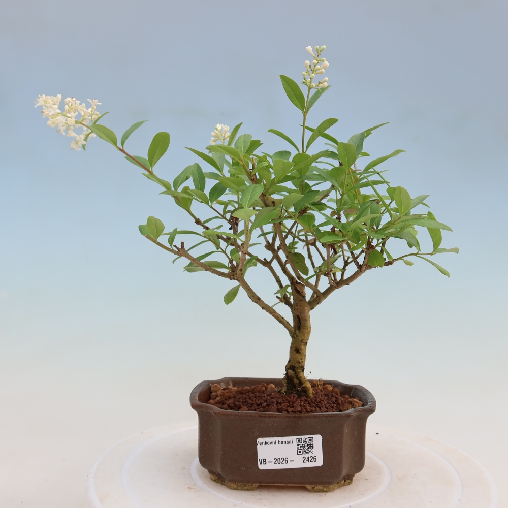 Kültéri bonsai - Ligustrum vulgare - Madárcsőr