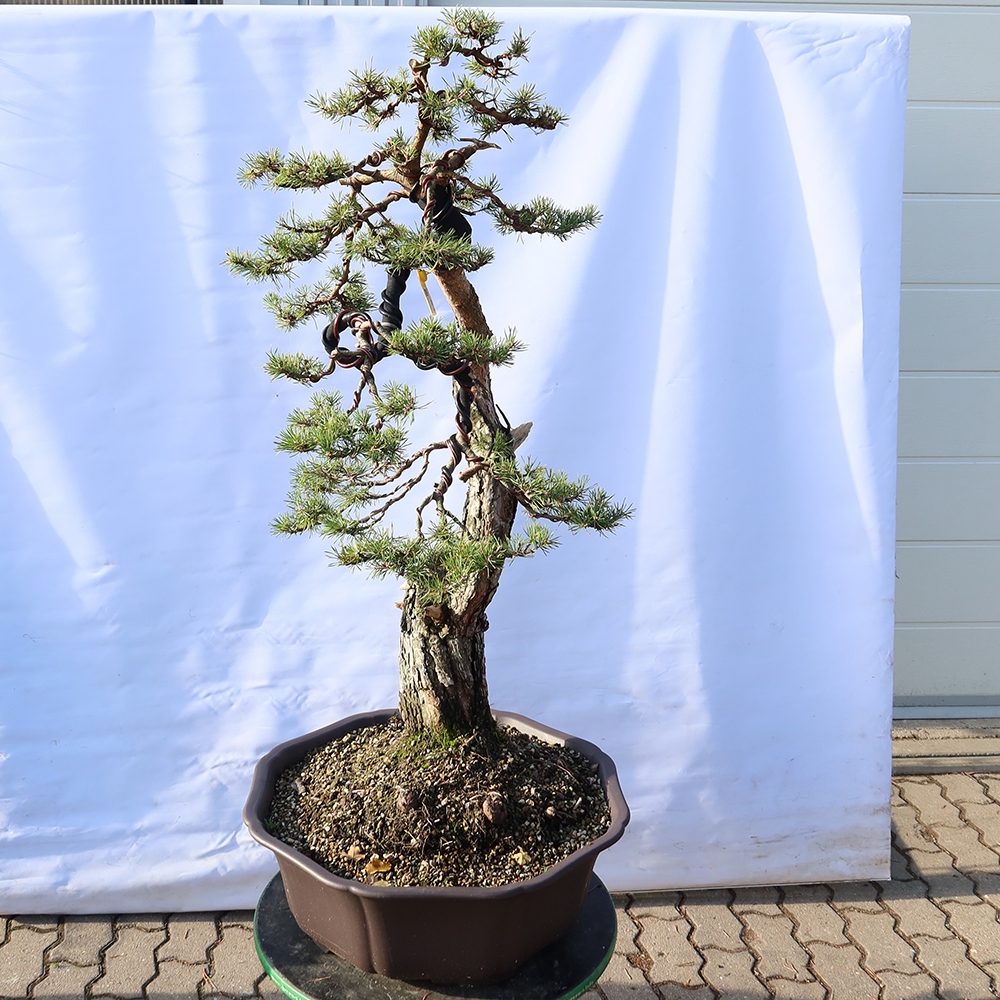 Pinus sylvestris Spanyolország – erdei fenyő