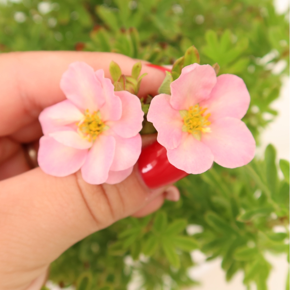 Kültéri bonsai – Cserjés potentilla – Potentila fruticosa Bellissima