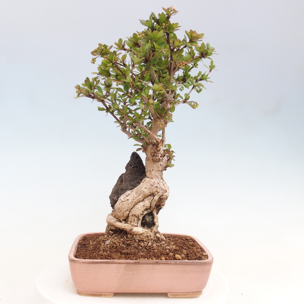 Kültéri bonsai - Berberis coreana