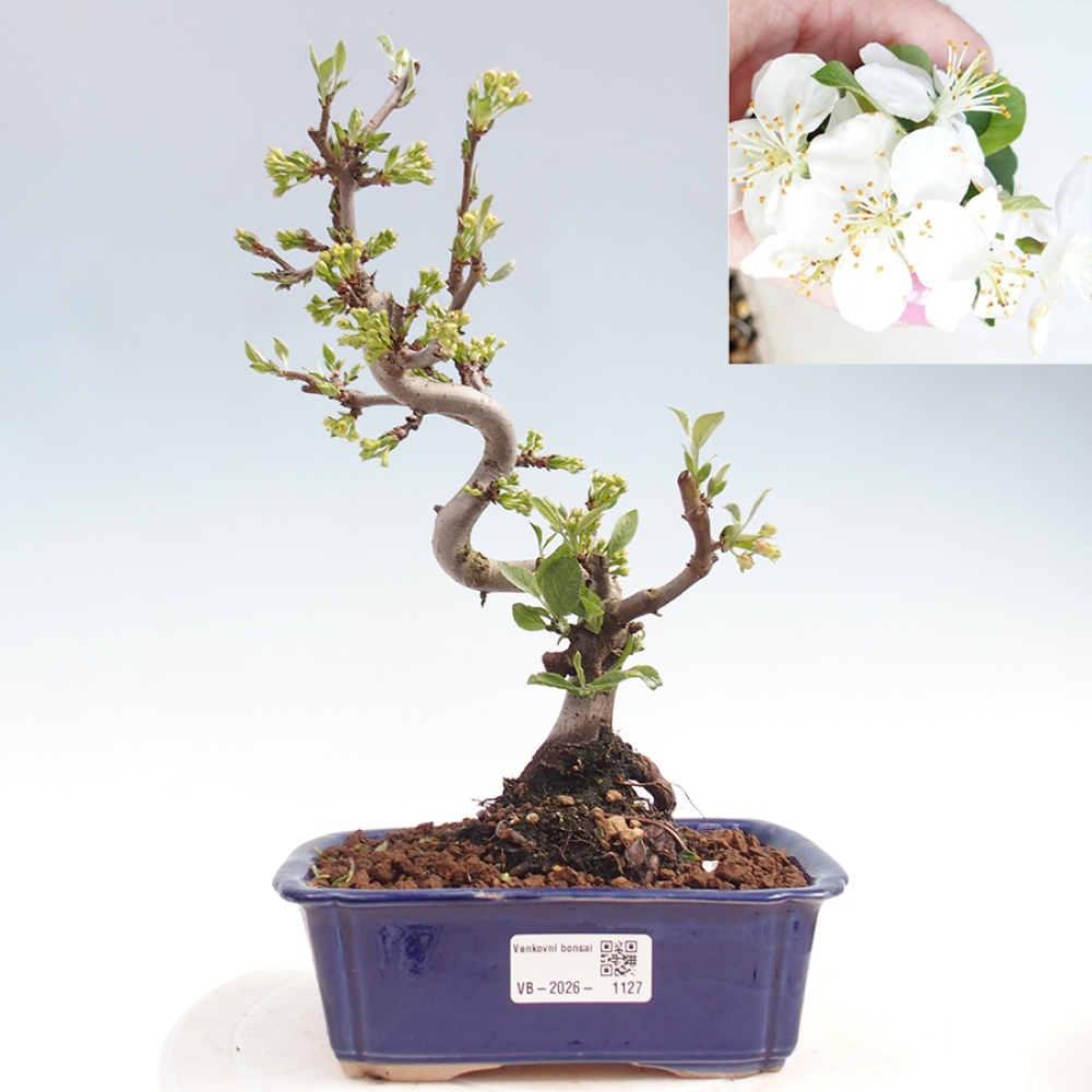 Kültéri bonsai - Malus sargentii - Kis gyümölcsű almafa