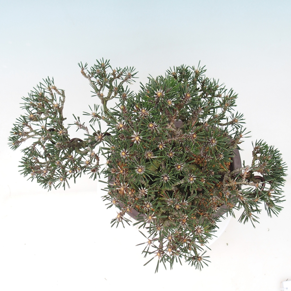 Kültéri bonsai - Pinus thunbergii Kotobuki - Thunberg fenyő