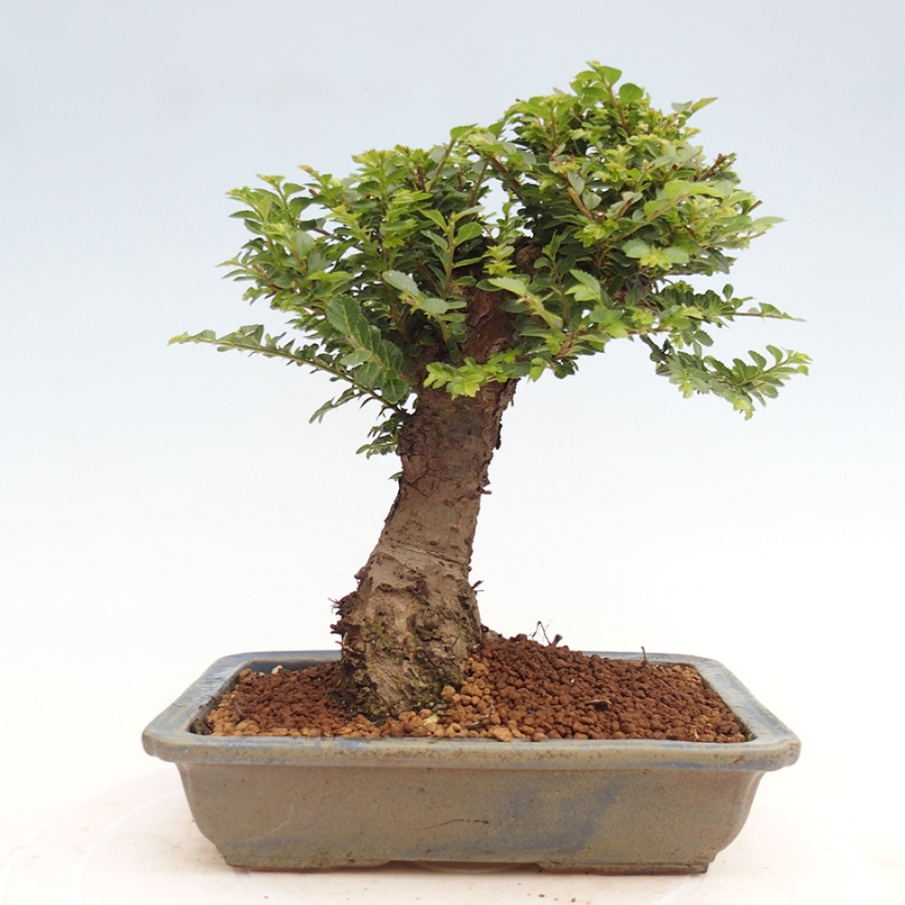 Kültéri bonsai - Ulmus parvifolia Hokkaido - Kínai szil - Ulmus parvifolia Hokkaido