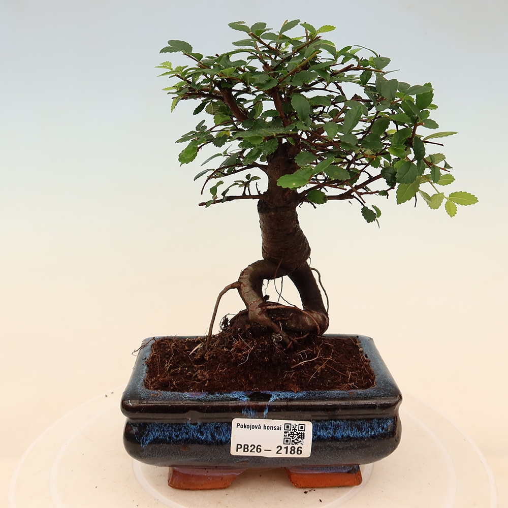 Szobai bonsai - Ulmus parvifolia - Kislevelű szilfa