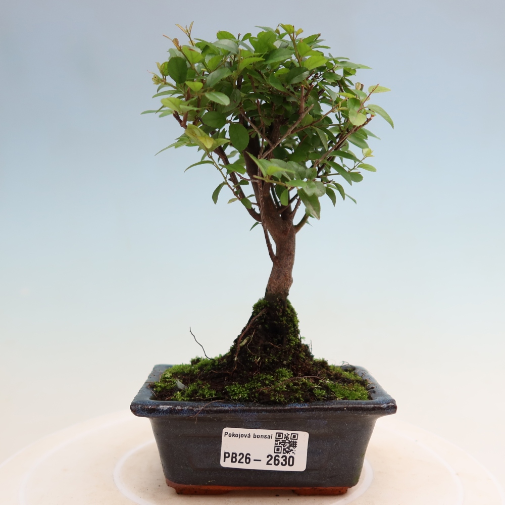 Szobai bonsai - Sageretia thea - Sageretia thea