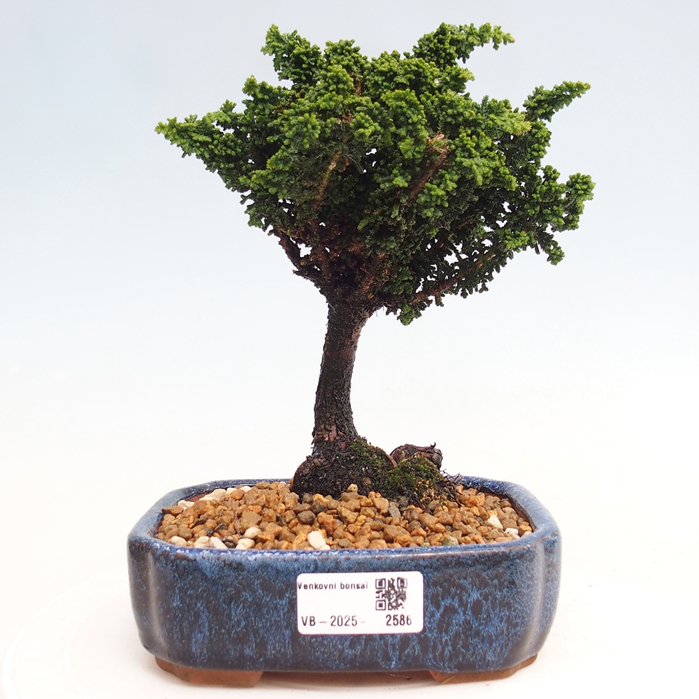 Kültéri bonsai - Cham. obtusa SEKKA HINOKI - Cifra ciprus