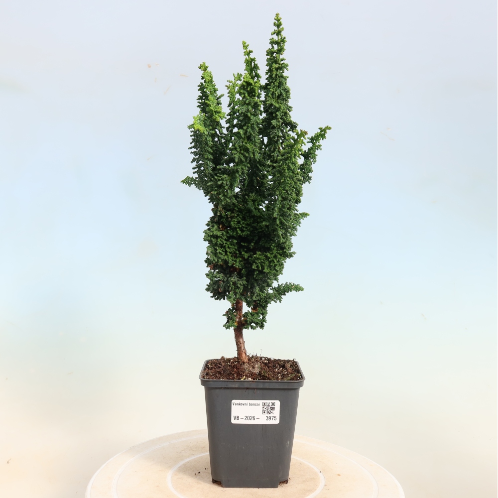 Kültéri bonsai - Cham. obtusa SEKKA HINOKI - Cifra ciprus