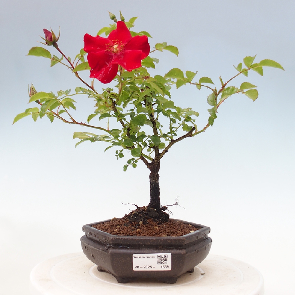 Kültéri bonsai - Rosa Kordes - rózsa