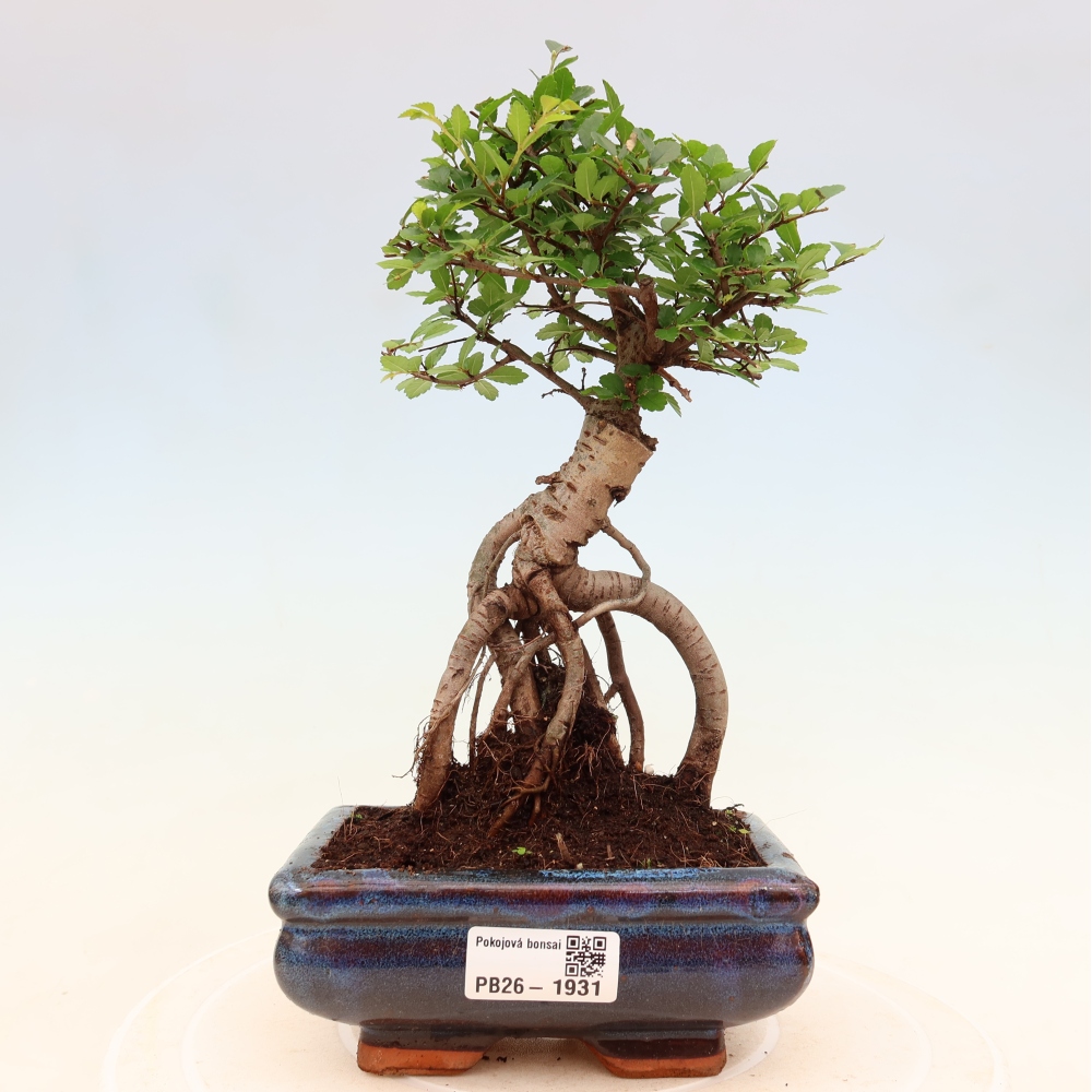 Szobai bonsai - Ulmus parvifolia - Kislevelű szilfa