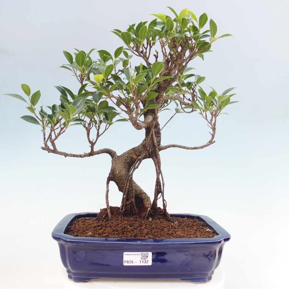 Szobai bonsai - Ficus kimmen - kislevelű fikusz