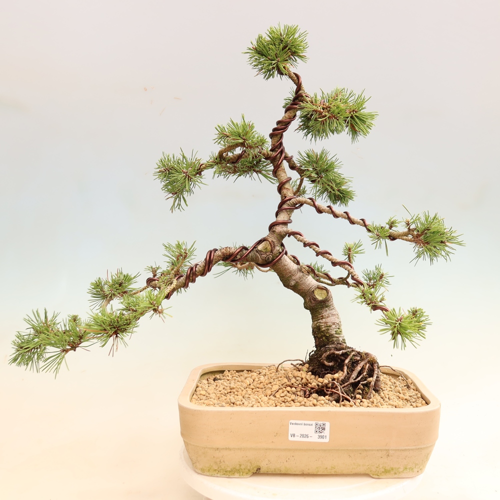 Kültéri bonsai – Pinus mugo Humpy – Törpefenyő