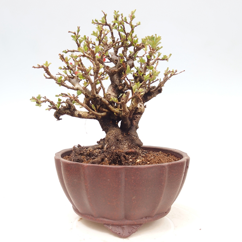 Kültéri bonsai - Chaneomeles speciosa - birs