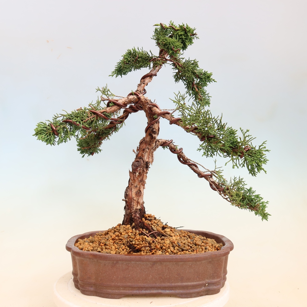 Kültéri bonsai - Juniperus chinensis Kishu