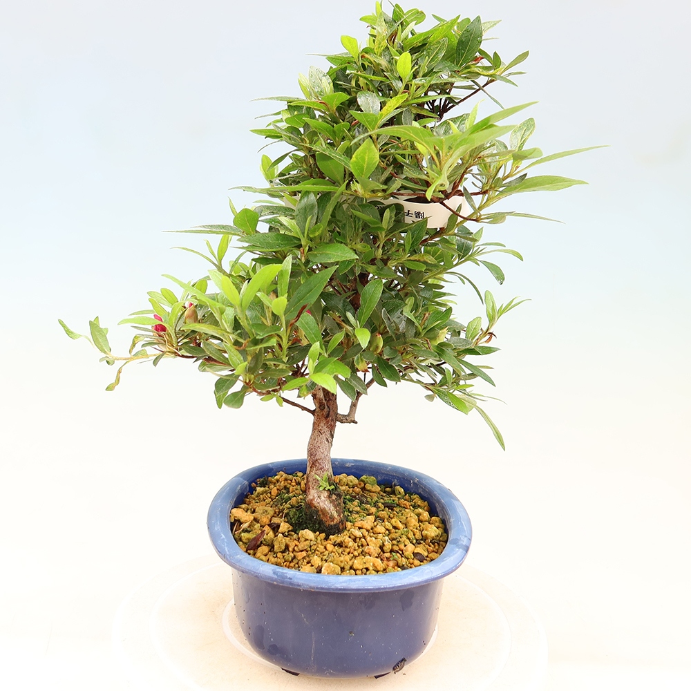 Kültéri bonsai - Japán azálea - Azálea Yoko