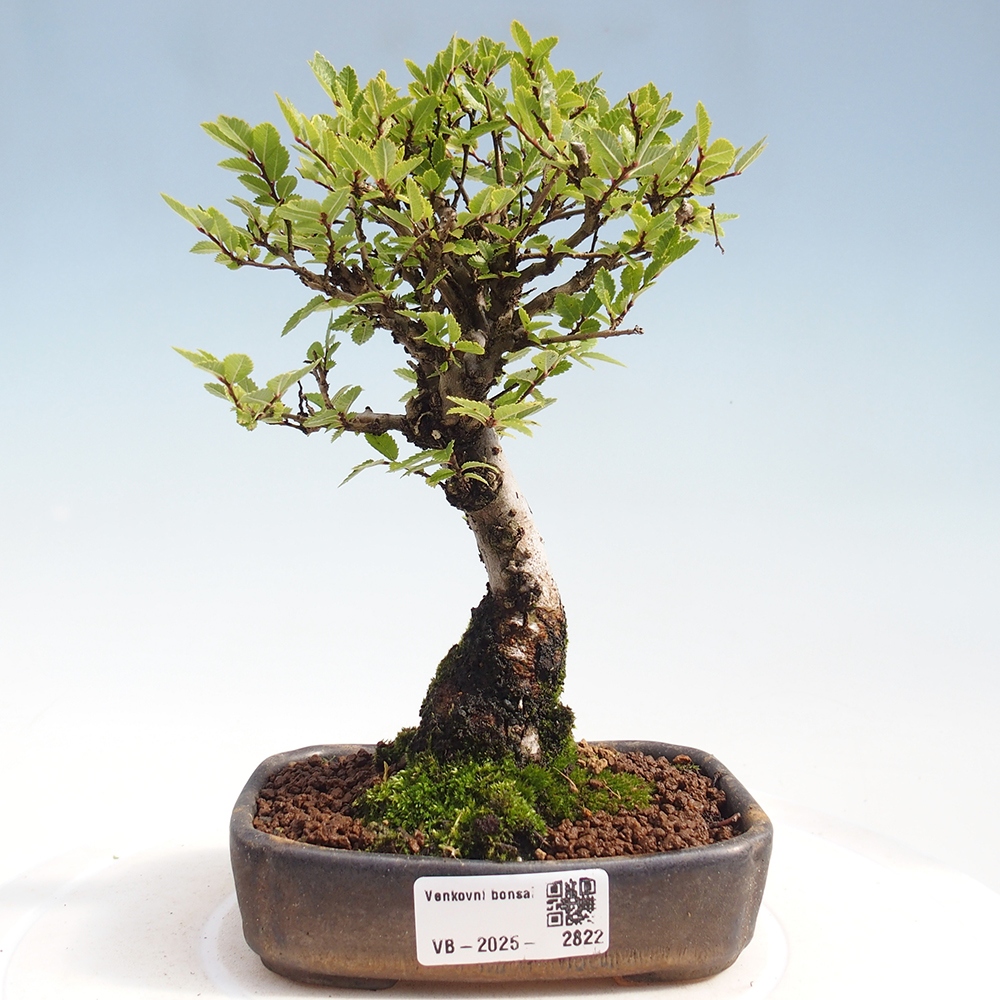 Kültéri bonsai - Zelkova - Zelkova NIRE