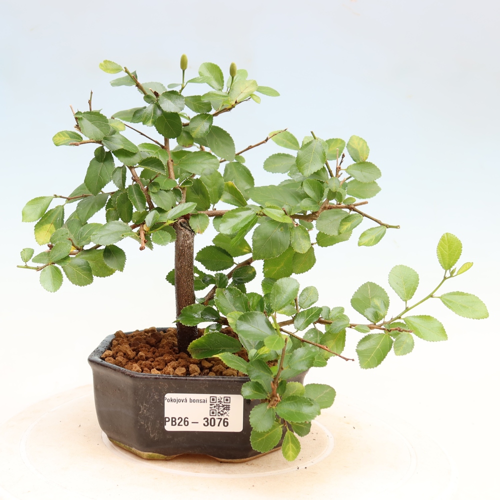 Szobabonsai – Grewia occidentalis – Levendula csillagvirág