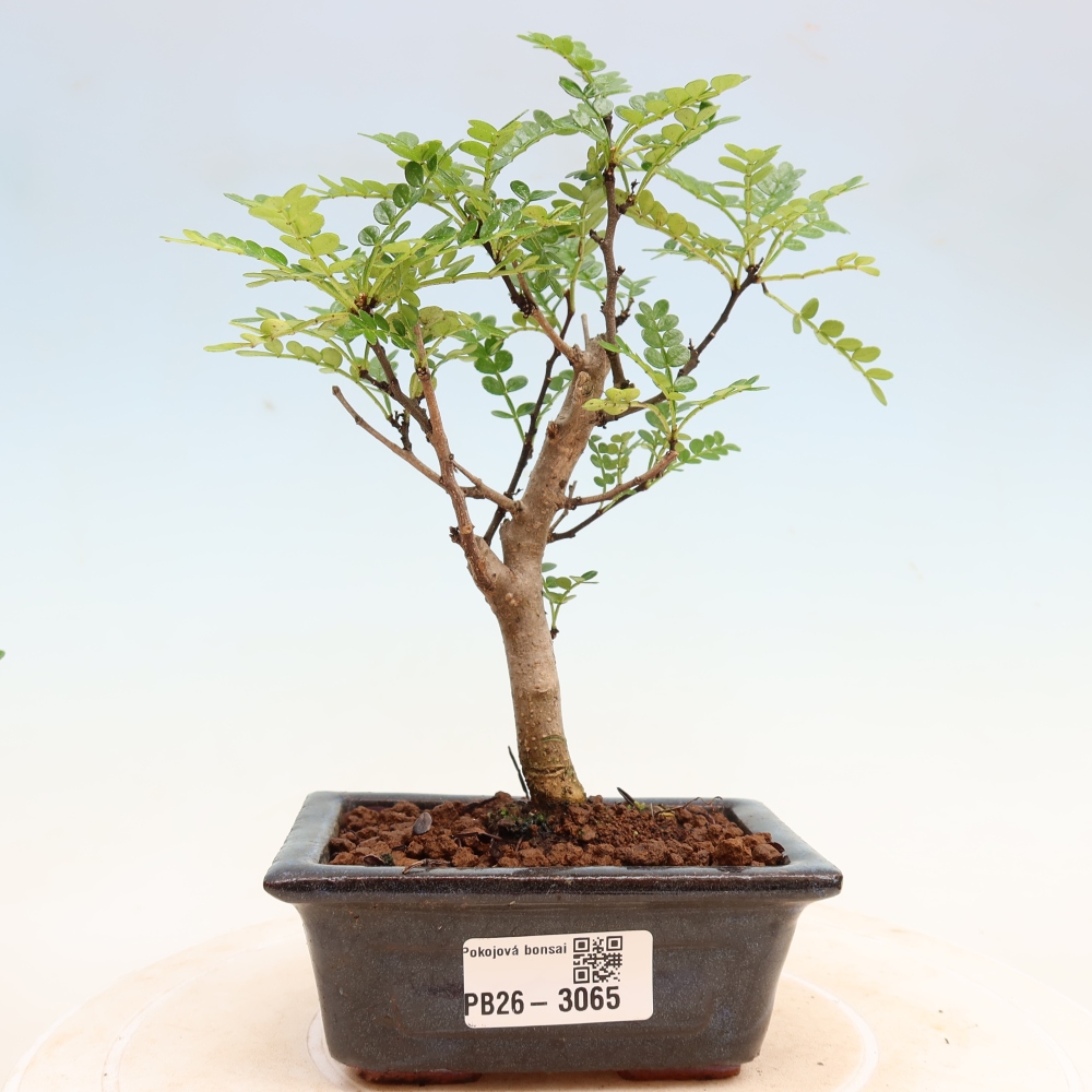 Szobai bonsai - Zantoxylum piperitum - borsfa